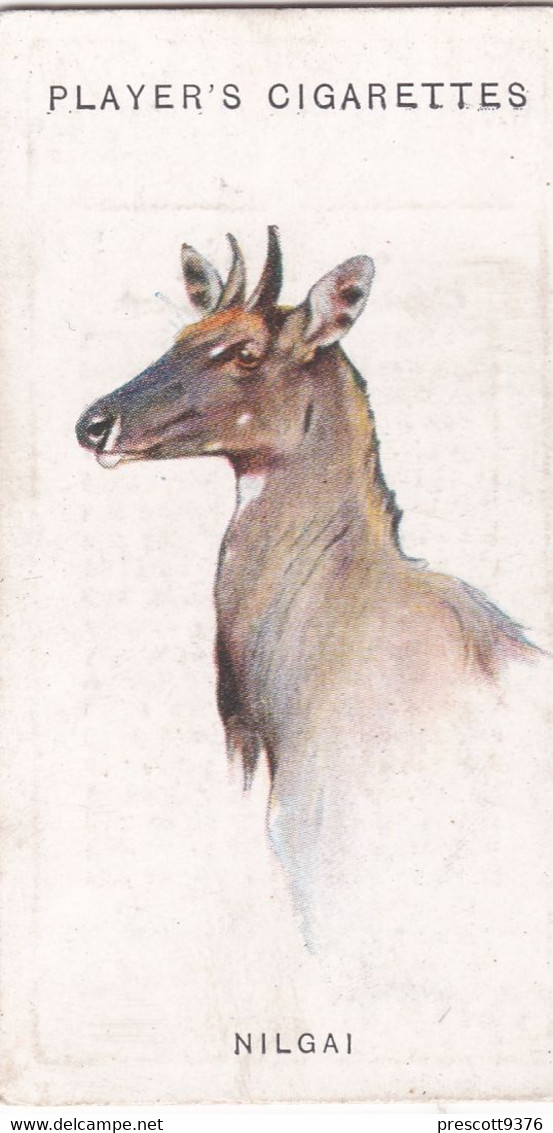 39 The Nilgai - Wild Animal Heads 1931 - Players Cigarette Card - Original - Wildlife, - Wills