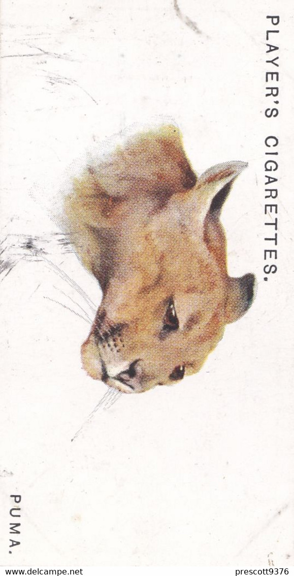 40 Puma   - Wild Animal Heads 1931 - Players Cigarette Card - Original - Wildlife, - Wills