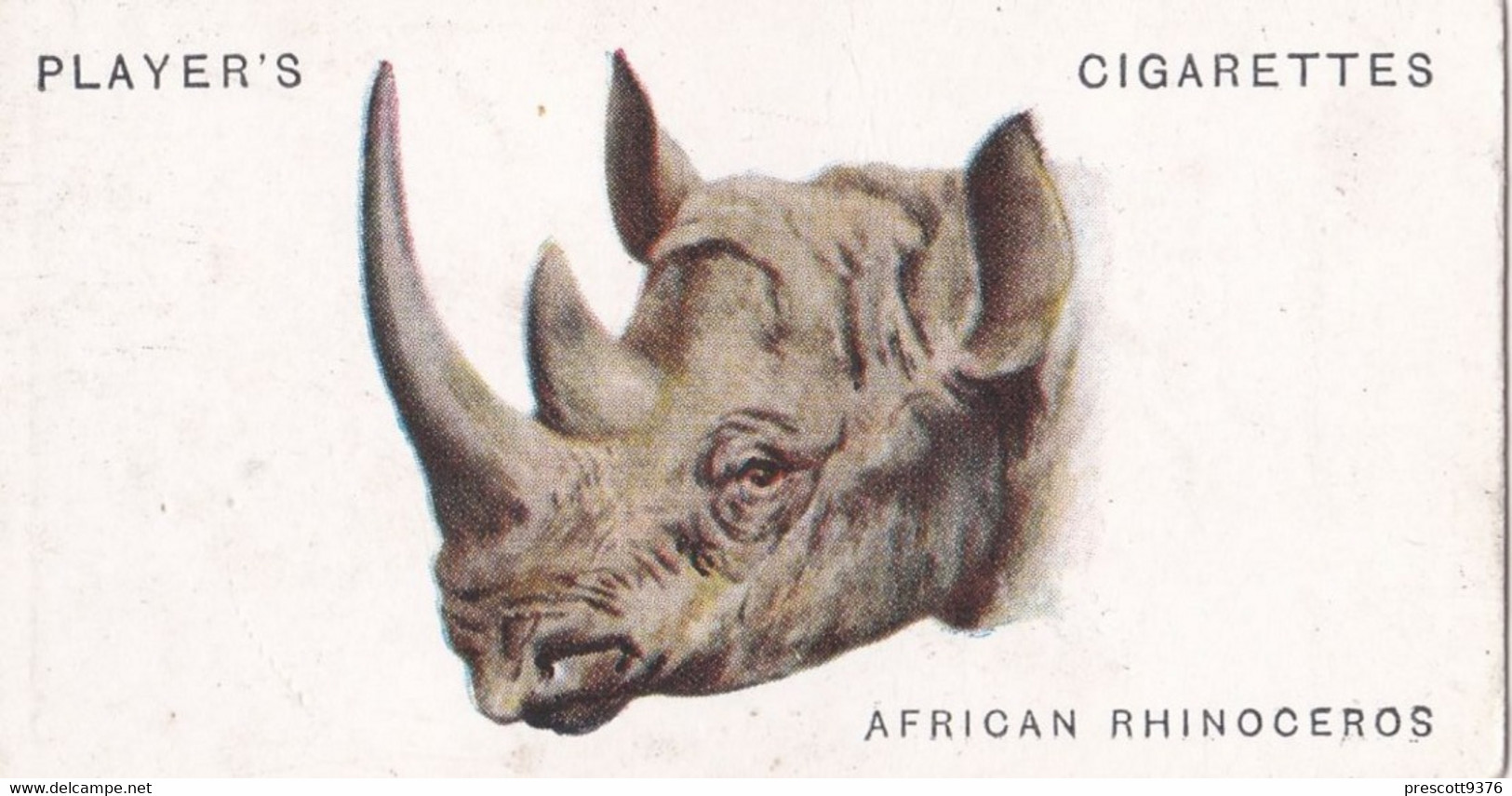 41 African Rhino   - Wild Animal Heads 1931 - Players Cigarette Card - Original - Wildlife, - Wills