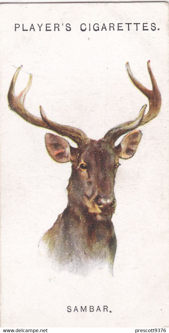 43 The Sambar   - Wild Animal Heads 1931 - Players Cigarette Card - Original - Wildlife, - Wills