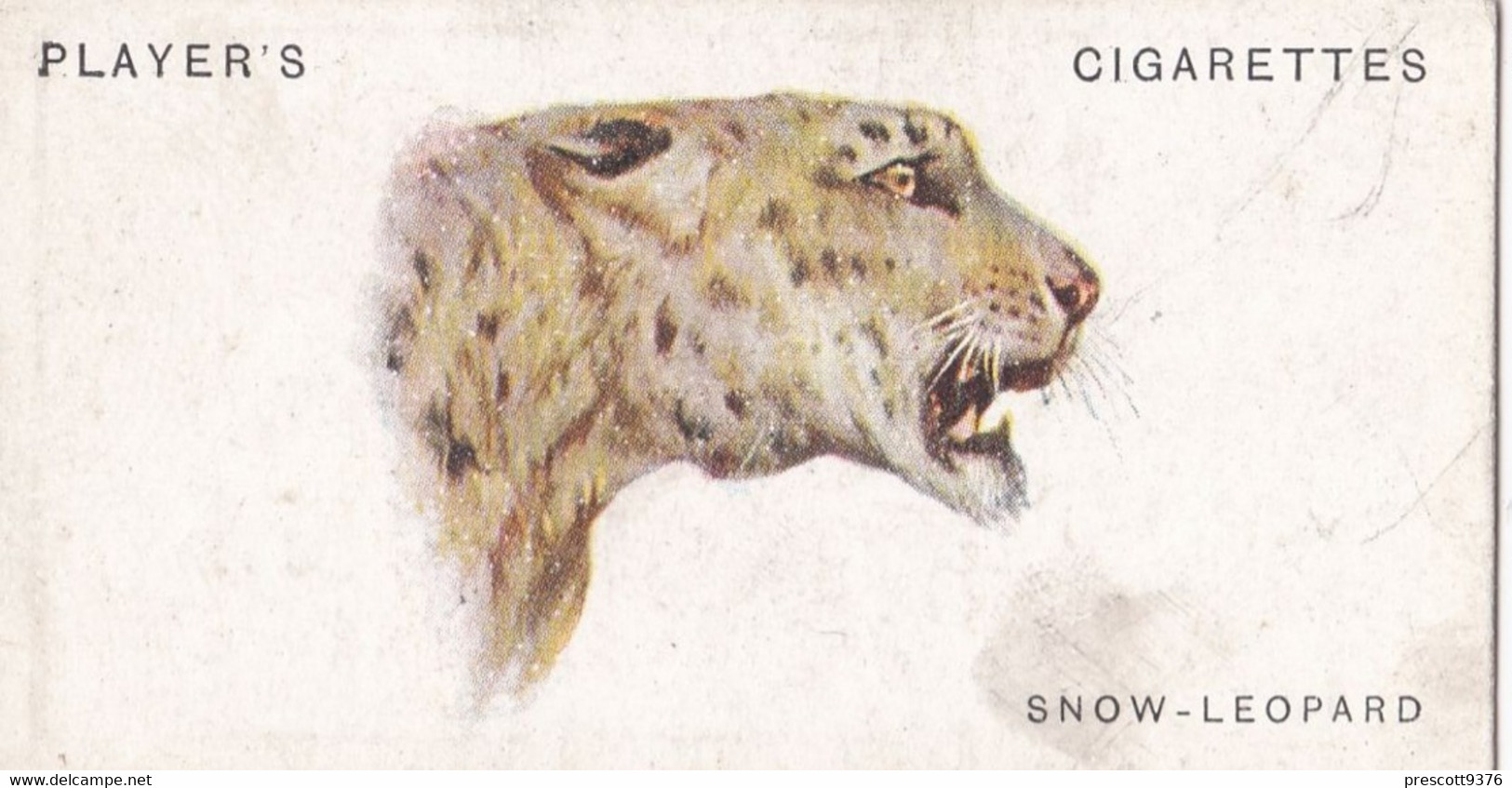 44 Snow Leopard  - Wild Animal Heads 1931 - Players Cigarette Card - Original - Wildlife, - Wills