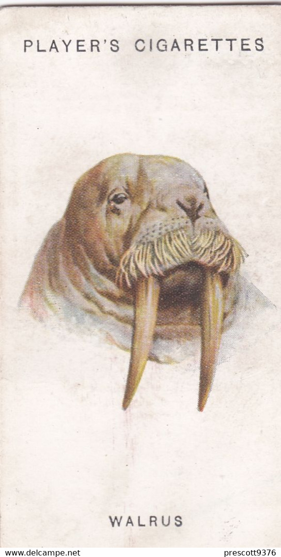 47 Walrus  - Wild Animal Heads 1931 - Players Cigarette Card - Original - Wildlife, - Wills
