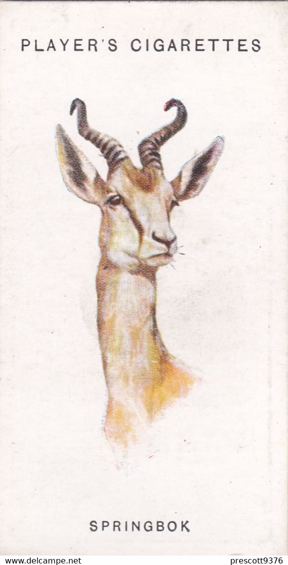 45 Springbok - Wild Animal Heads 1931 - Players Cigarette Card - Original - Wildlife, - Wills