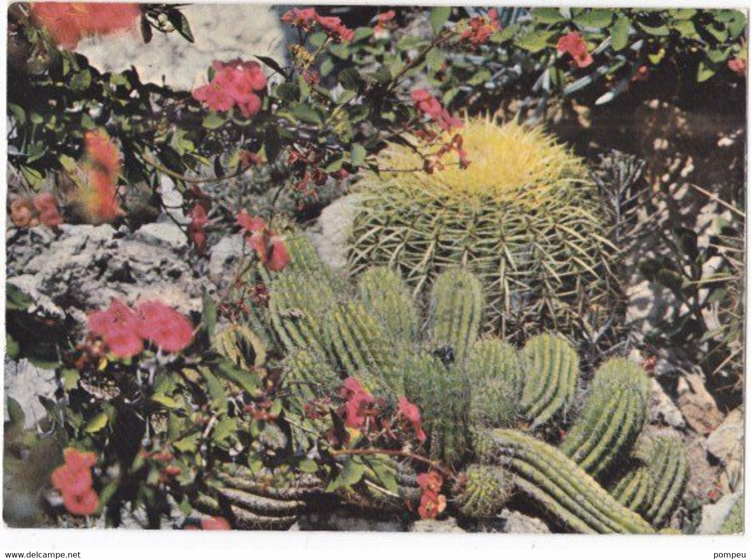 QP -  Lote 4 Cartes - PRINCIPAUTE DE MONACO - Le Jardin Exotique - 21x15 -  (neuf) - 5 - 99 Cartes