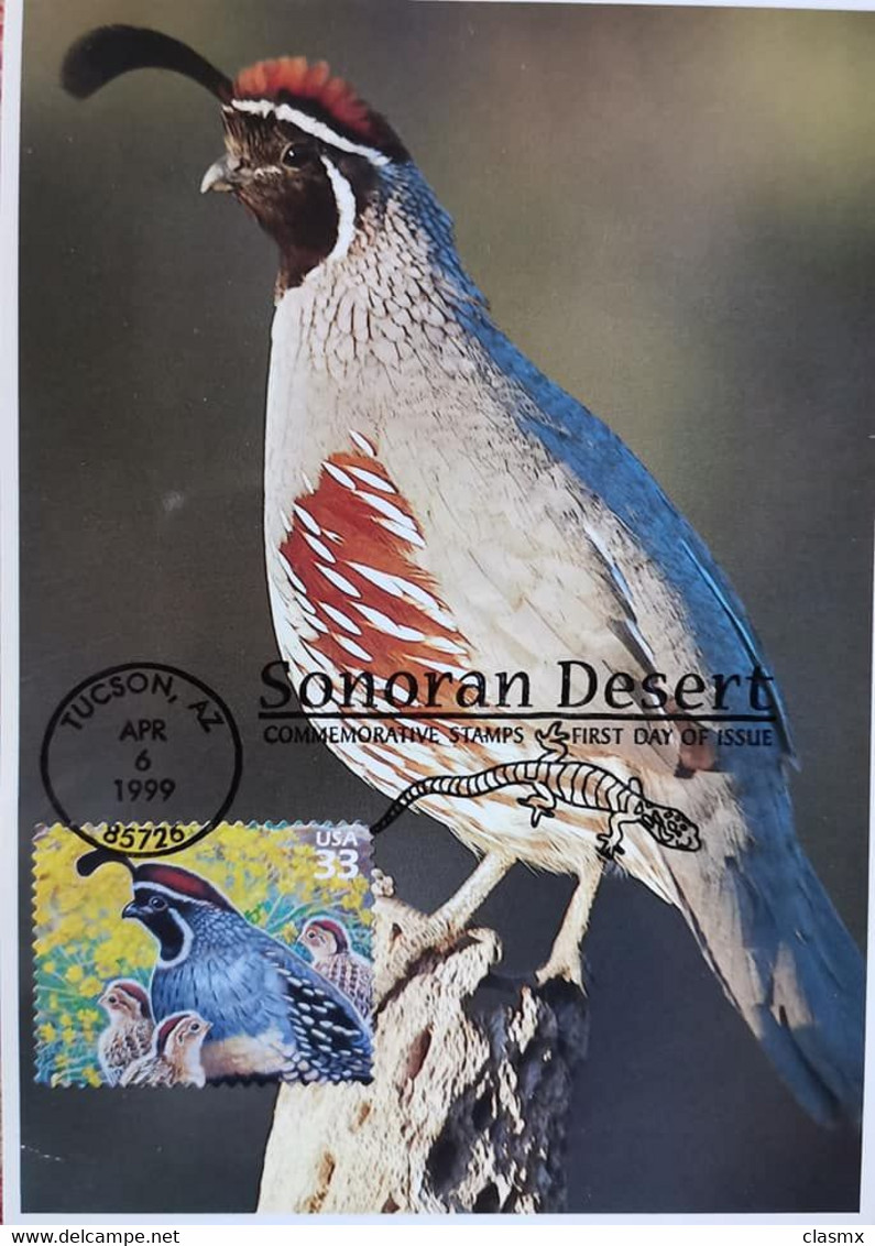 SONORAN DESERT BIRD MAXIMUM CARD TUCSON AZ 1999 FAUNA - Autres & Non Classés