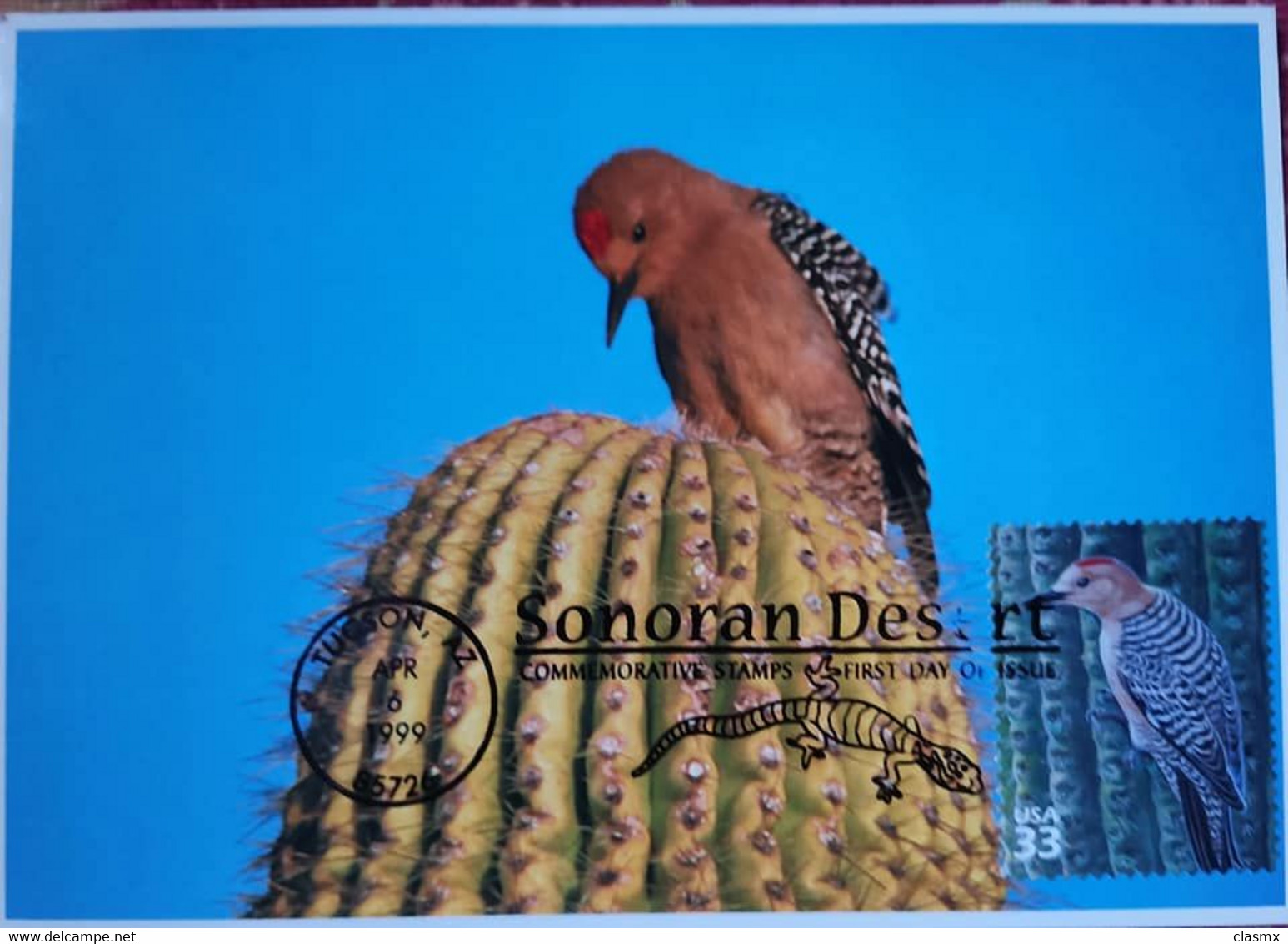 SONORAN DESERT BIRD MAXIMUM CARD TUCSON AZ 1999 FAUNA PAJARO CARPINTERO CACTUS - Tucson