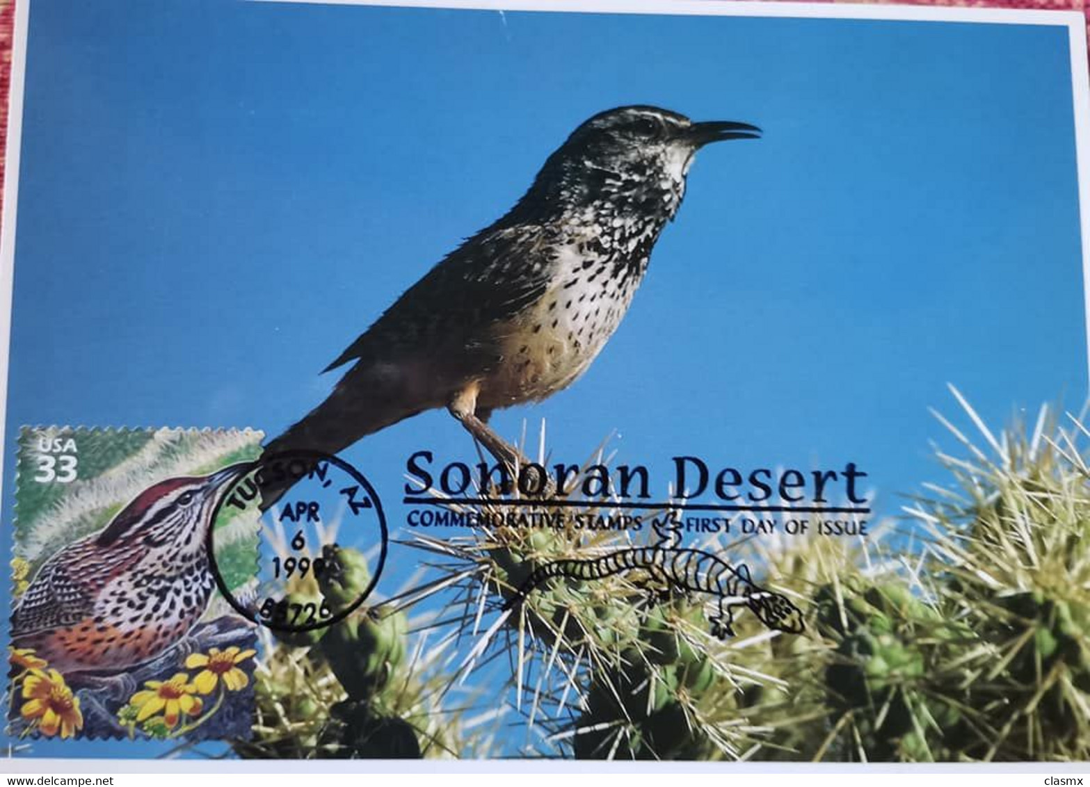 USA CENZONTLE BIRD MAXIMUM CARD SONORAN DESERT CACTUS CLEAR POSTMARK - Tucson