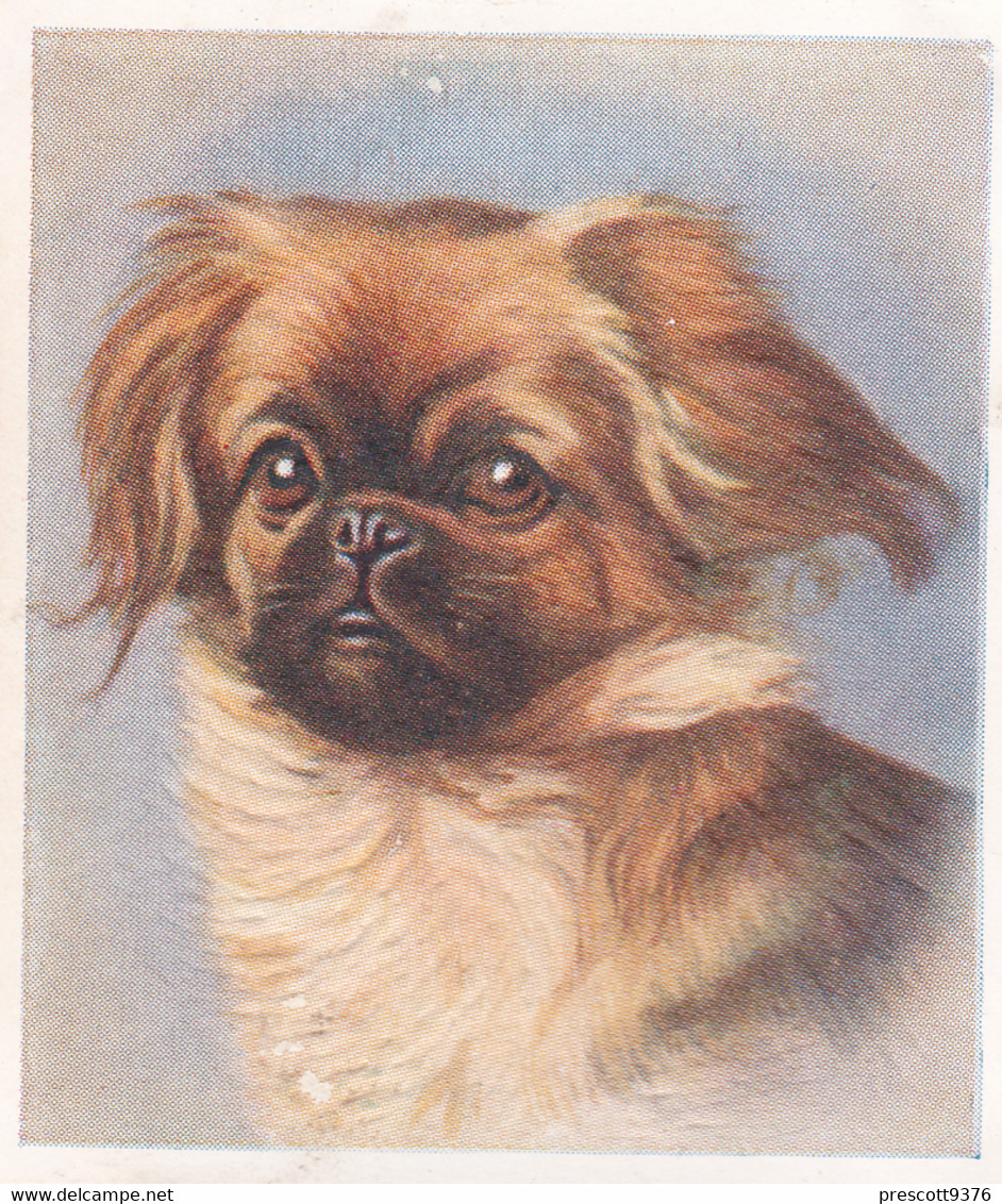 4 Pekingese   - Our Dogs 1939  -  Phillips Cigarette Card - Original - Pets - Animals - 5x6cm - Phillips / BDV