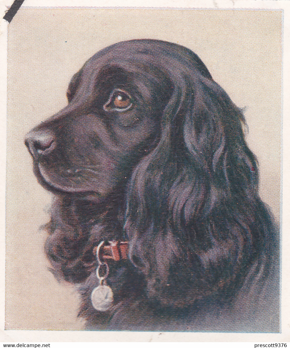 3 Cocker Spaniel   - Our Dogs 1939  -  Phillips Cigarette Card - Original - Pets - Animals - 5x6cm - Phillips / BDV