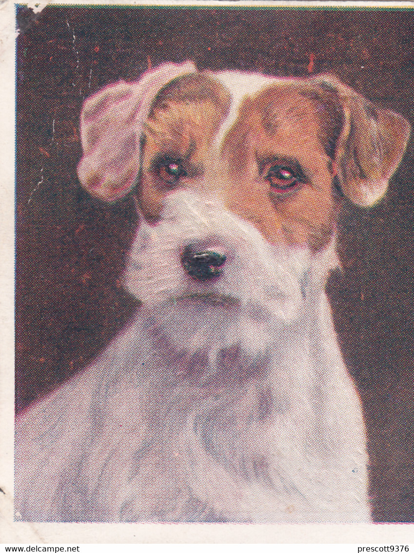 2 Sealyham Terrier Puppy   - Our Dogs 1939  -  Phillips Cigarette Card - Original - Pets - Animals - 5x6cm - Phillips / BDV