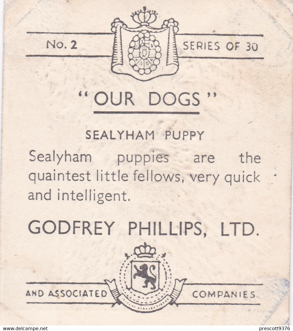 2 Sealyham Terrier Puppy   - Our Dogs 1939  -  Phillips Cigarette Card - Original - Pets - Animals - 5x6cm - Phillips / BDV