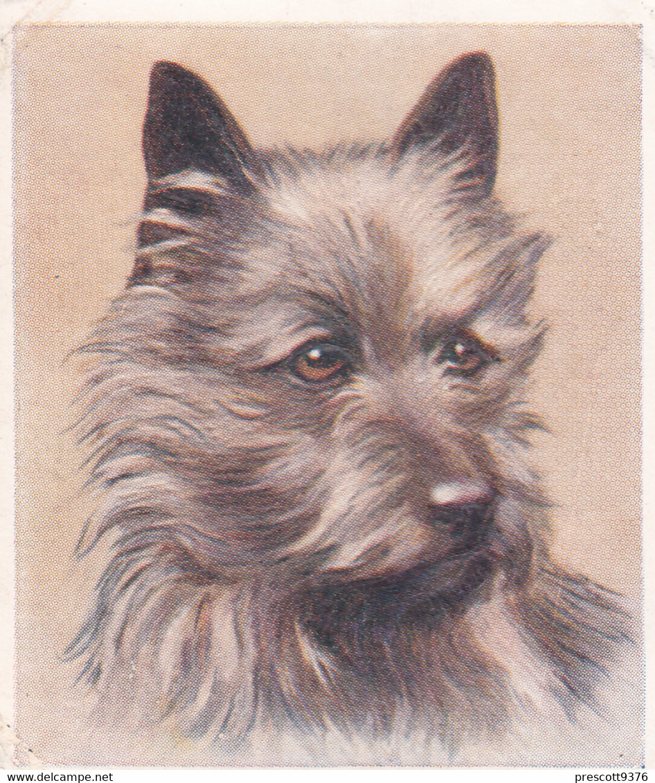 6 Cairn Terrier Puppy   - Our Dogs 1939  -  Phillips Cigarette Card - Original - Pets - Animals - 5x6cm - Phillips / BDV