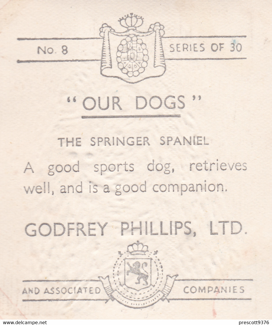 8 Springer Spaniel  - Our Dogs 1939  -  Phillips Cigarette Card - Original - Pets - Animals - 5x6cm - Phillips / BDV