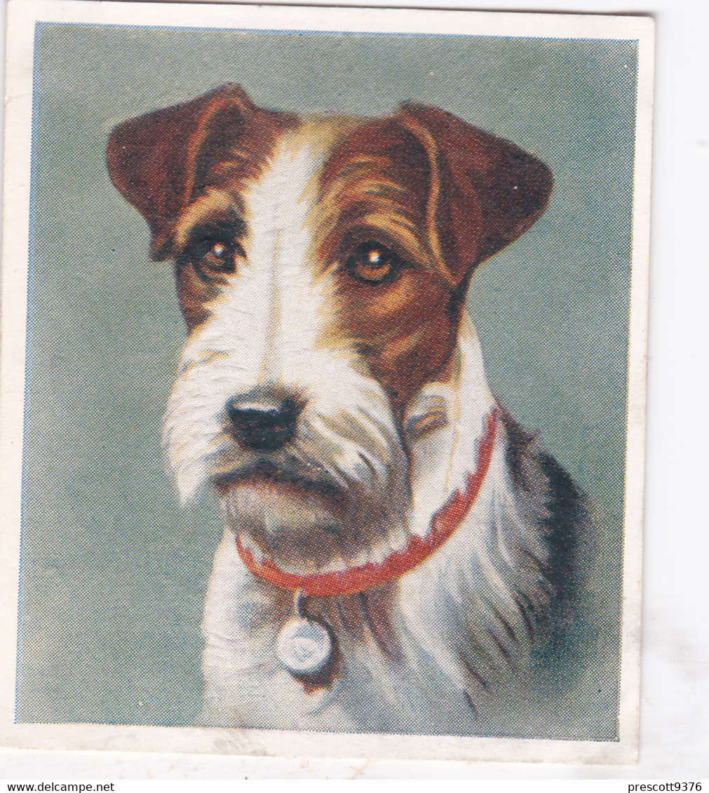 9 Wire Haired Fox Terrier  - Our Dogs 1939  -  Phillips Cigarette Card - Original - Pets - Animals - 5x6cm - Phillips / BDV