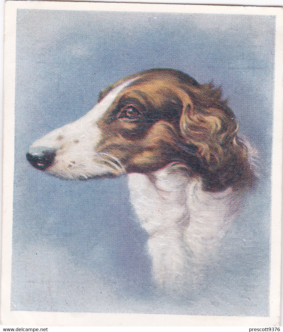 13 The Borzoi    - Our Dogs 1939  -  Phillips Cigarette Card - Original - Pets - Animals - 5x6cm - Phillips / BDV