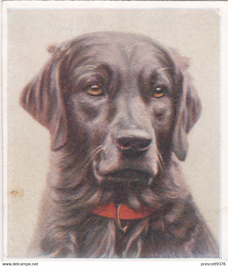 11 Labrador    - Our Dogs 1939  -  Phillips Cigarette Card - Original - Pets - Animals - 5x6cm - Phillips / BDV