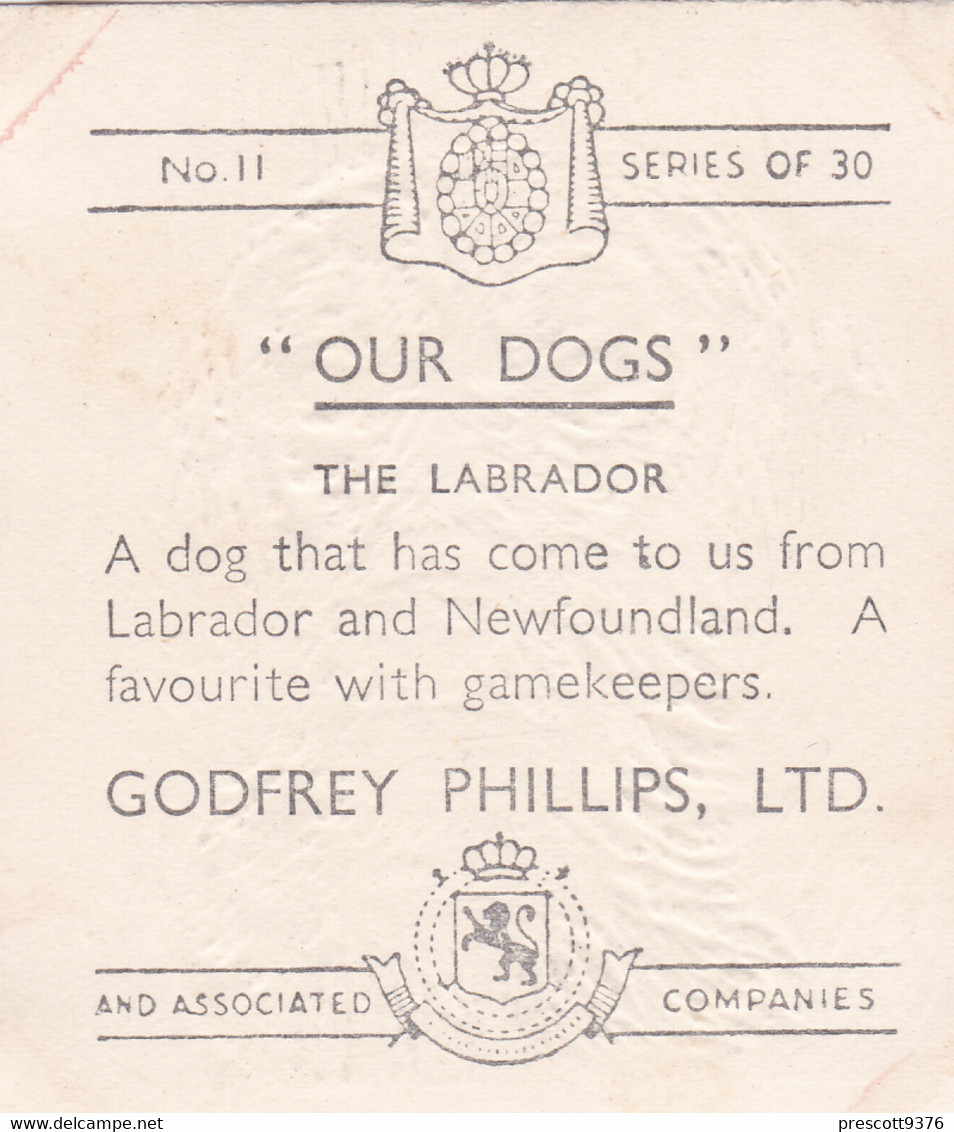 11 Labrador    - Our Dogs 1939  -  Phillips Cigarette Card - Original - Pets - Animals - 5x6cm - Phillips / BDV