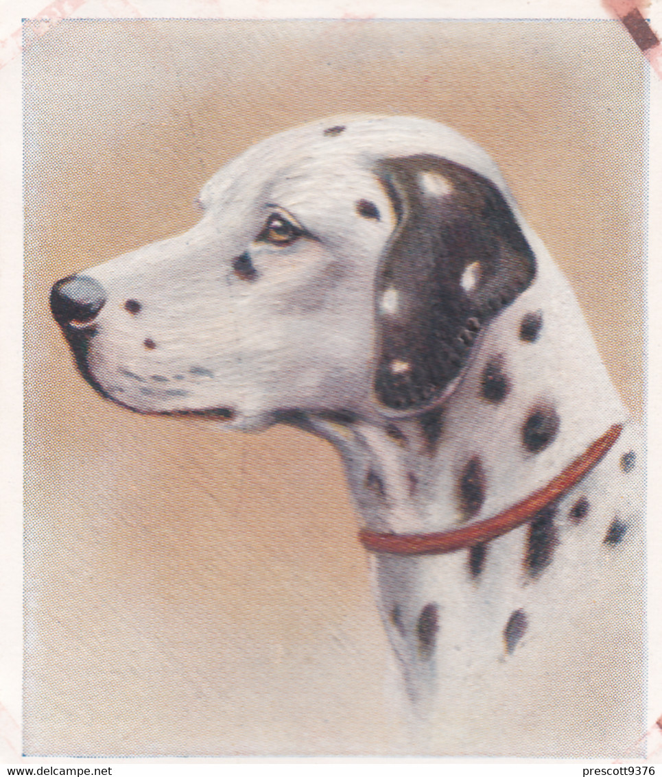 17 Dalmation   - Our Dogs 1939  -  Phillips Cigarette Card - Original - Pets - Animals - 5x6cm - Phillips / BDV