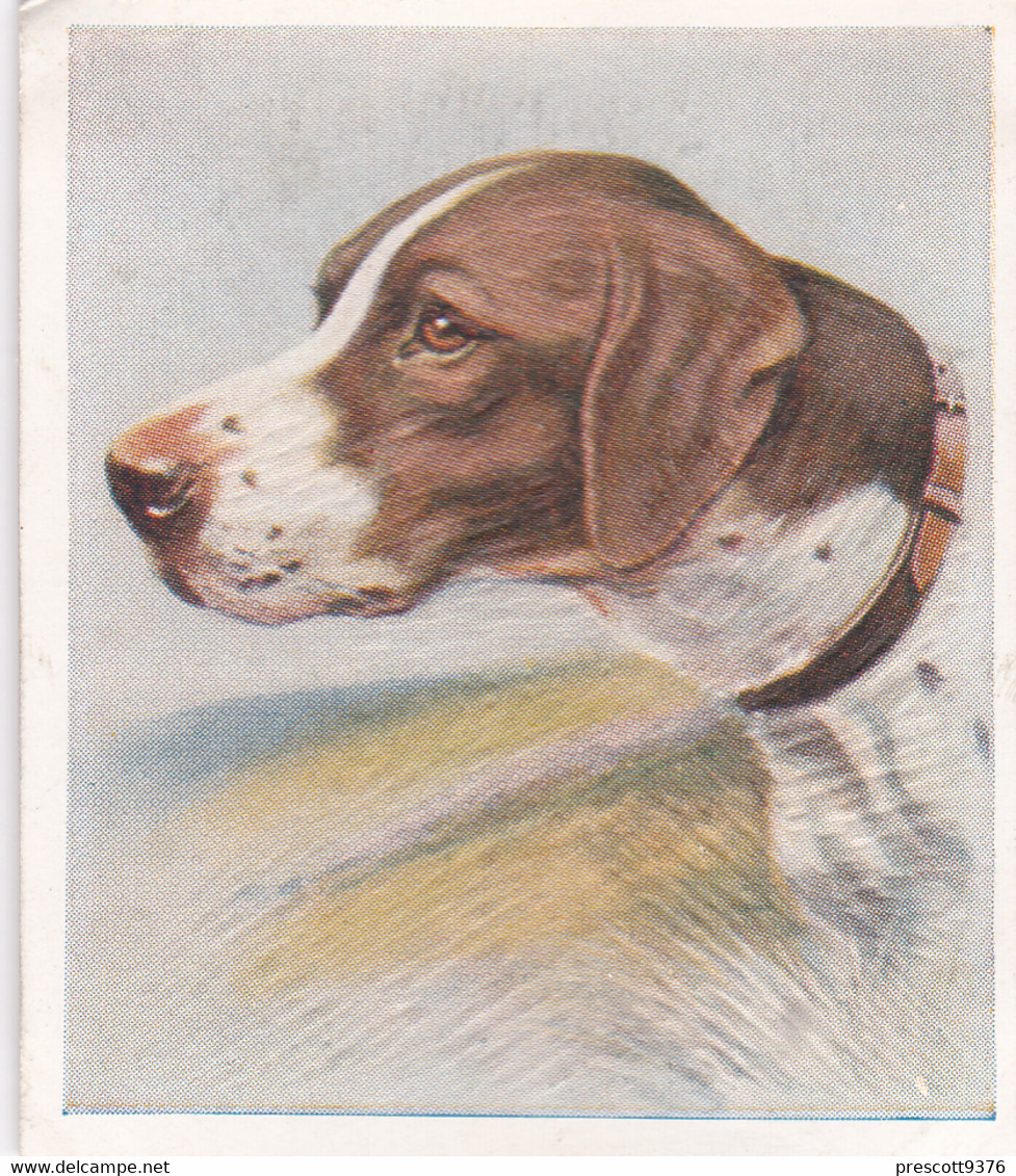 16 The Pointer   - Our Dogs 1939  -  Phillips Cigarette Card - Original - Pets - Animals - 5x6cm - Phillips / BDV