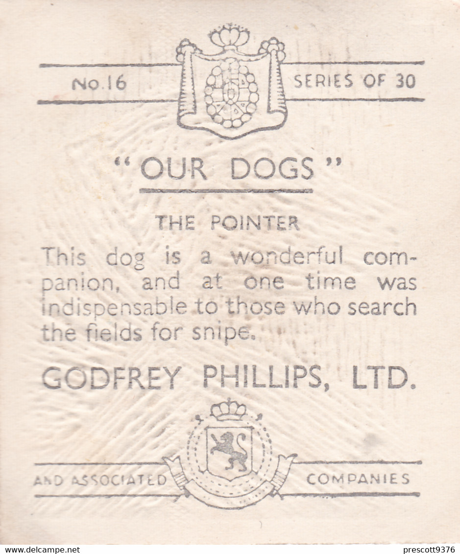 16 The Pointer   - Our Dogs 1939  -  Phillips Cigarette Card - Original - Pets - Animals - 5x6cm - Phillips / BDV