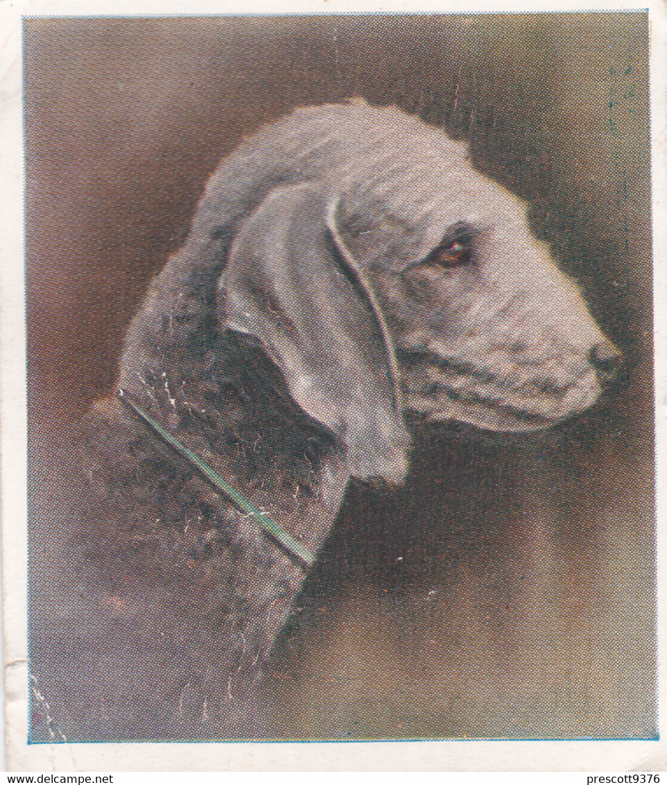 20 Bedlington Terrier  - Our Dogs 1939  -  Phillips Cigarette Card - Original - Pets - Animals - 5x6cm - Phillips / BDV