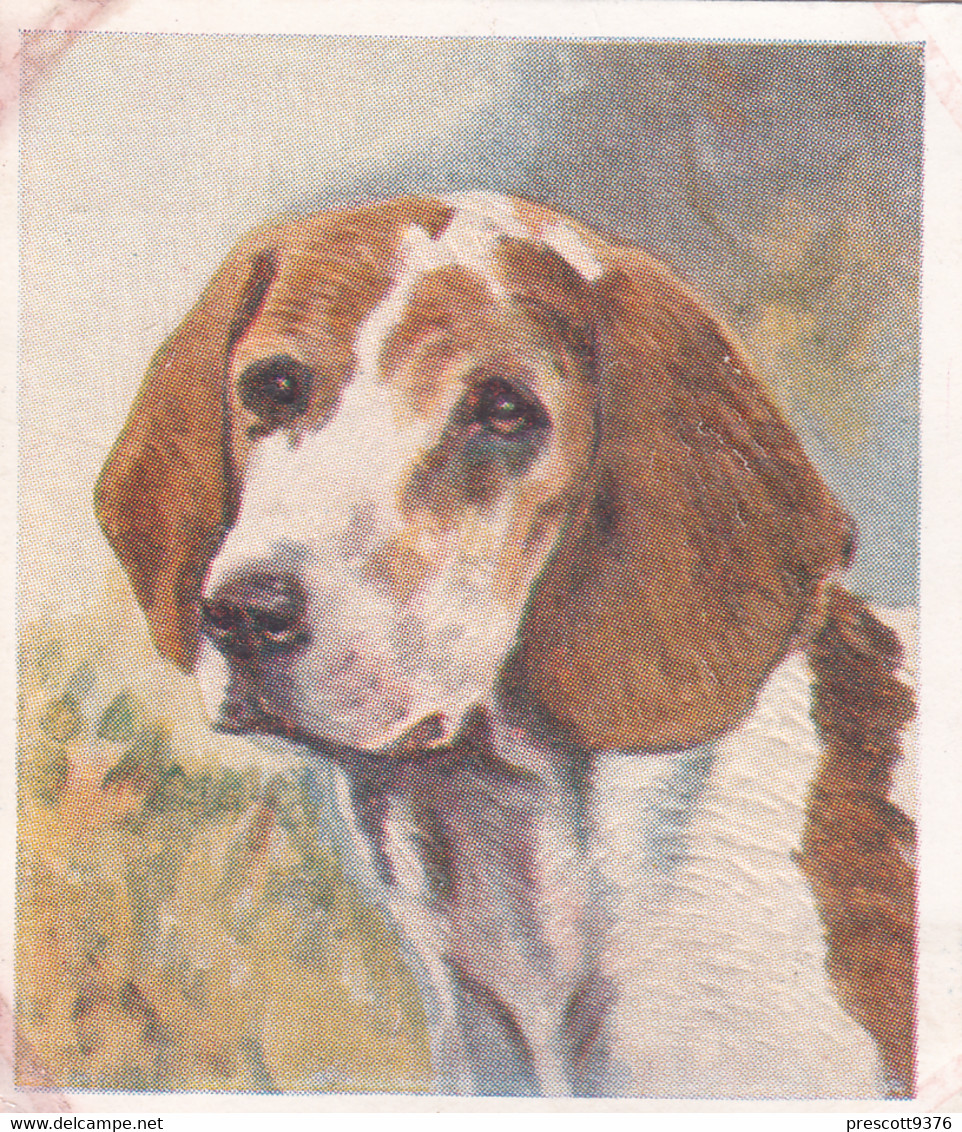 25 The Beagle   - Our Dogs 1939  -  Phillips Cigarette Card - Original - Pets - Animals - 5x6cm - Phillips / BDV