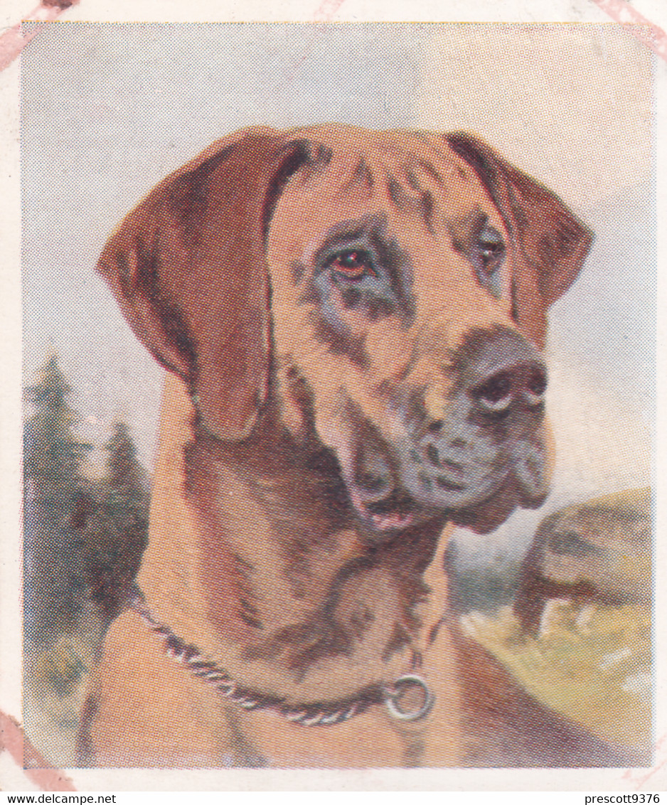 24 The Great Dane  - Our Dogs 1939  -  Phillips Cigarette Card - Original - Pets - Animals - 5x6cm - Phillips / BDV