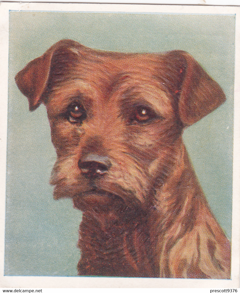 23 Border Terrier  - Our Dogs 1939  -  Phillips Cigarette Card - Original - Pets - Animals - 5x6cm - Phillips / BDV