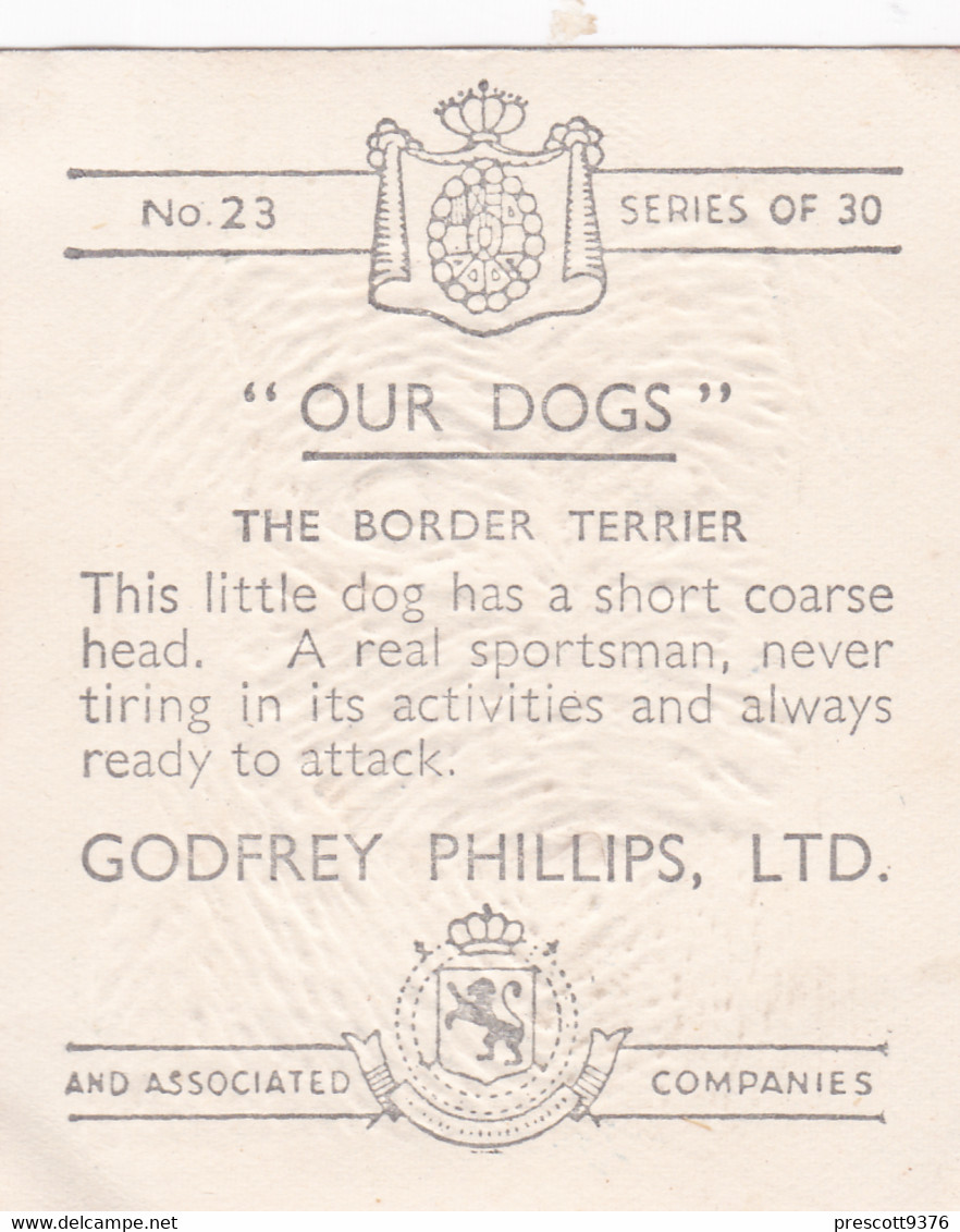 23 Border Terrier  - Our Dogs 1939  -  Phillips Cigarette Card - Original - Pets - Animals - 5x6cm - Phillips / BDV