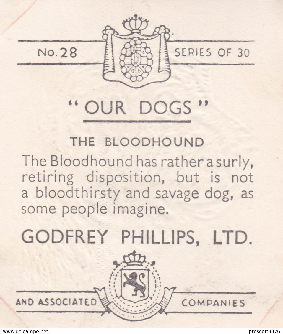 28 Bloodhound  - Our Dogs 1939  -  Phillips Cigarette Card - Original - Pets - Animals - 5x6cm - Phillips / BDV