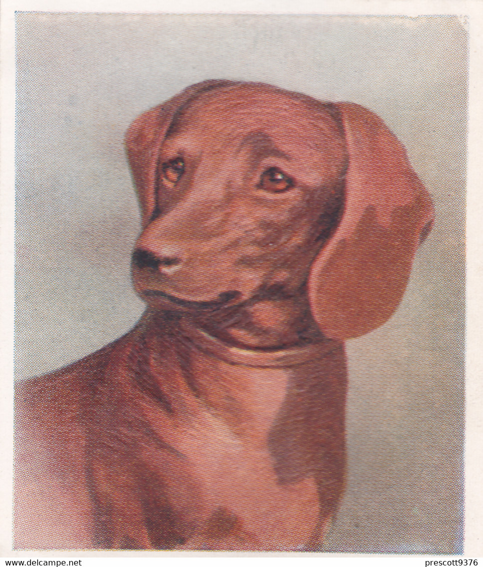 27 Dachshund - Our Dogs 1939  -  Phillips Cigarette Card - Original - Pets - Animals - 5x6cm - Phillips / BDV