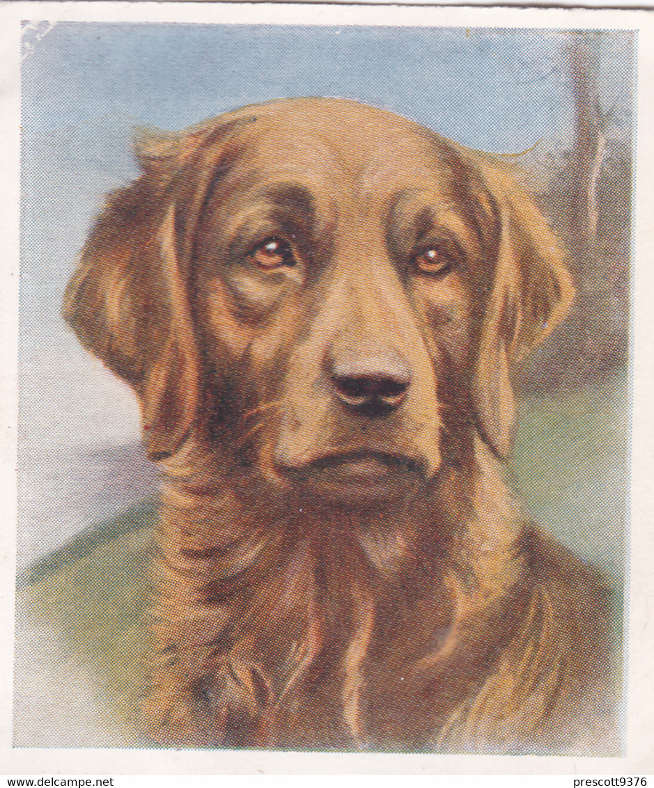 26 Golden Retriever - Our Dogs 1939  -  Phillips Cigarette Card - Original - Pets - Animals - 5x6cm - Phillips / BDV