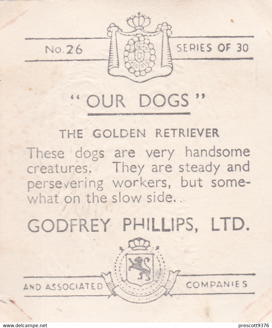 26 Golden Retriever - Our Dogs 1939  -  Phillips Cigarette Card - Original - Pets - Animals - 5x6cm - Phillips / BDV