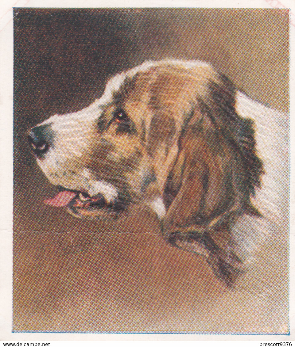 30 Otter Hound - Our Dogs 1939  -  Phillips Cigarette Card - Original - Pets - Animals - 5x6cm - Phillips / BDV