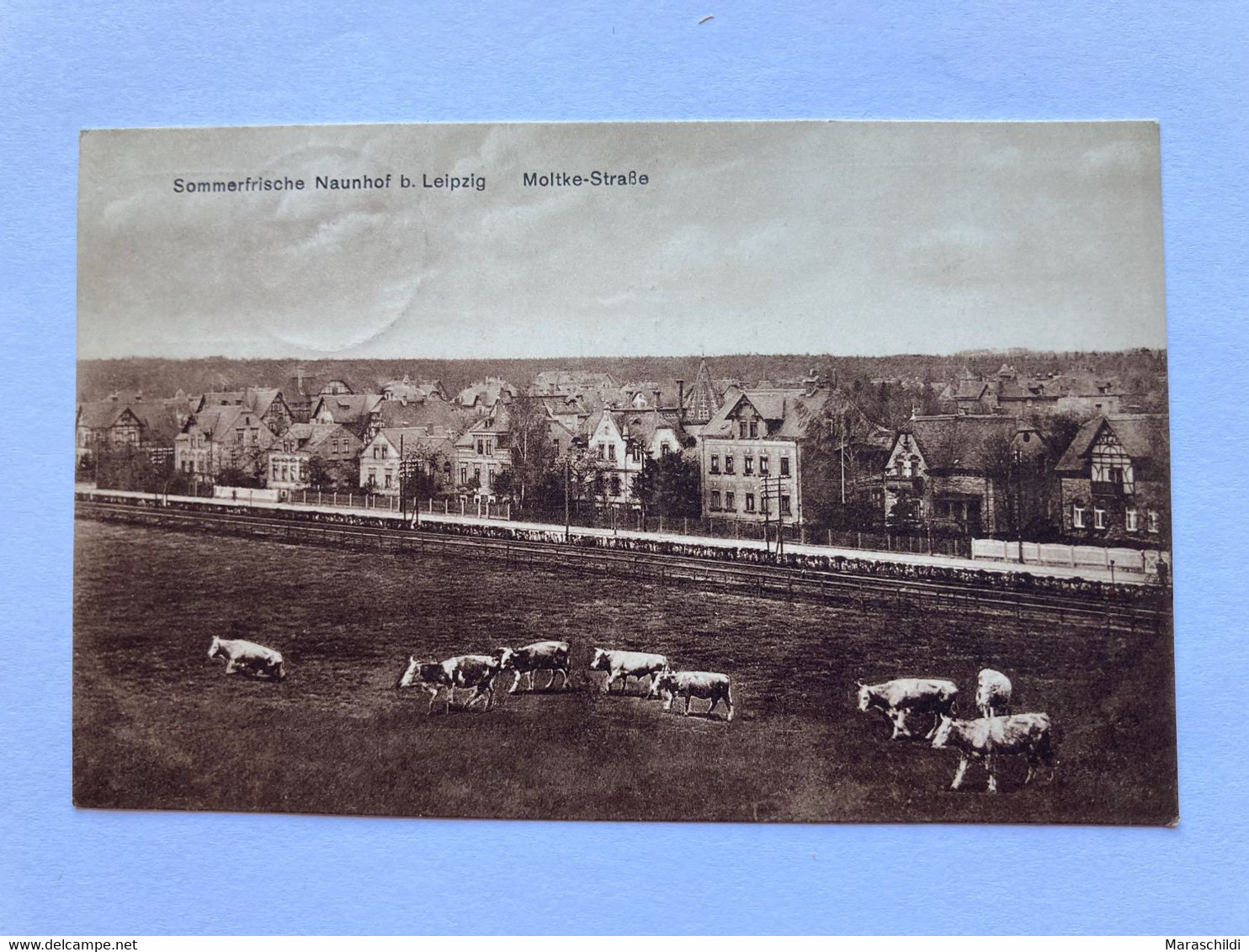 Naunhof Bei Leipzig, Moltke-Straße, Rinder Im Vordergrund, Gelaufen - Naunhof