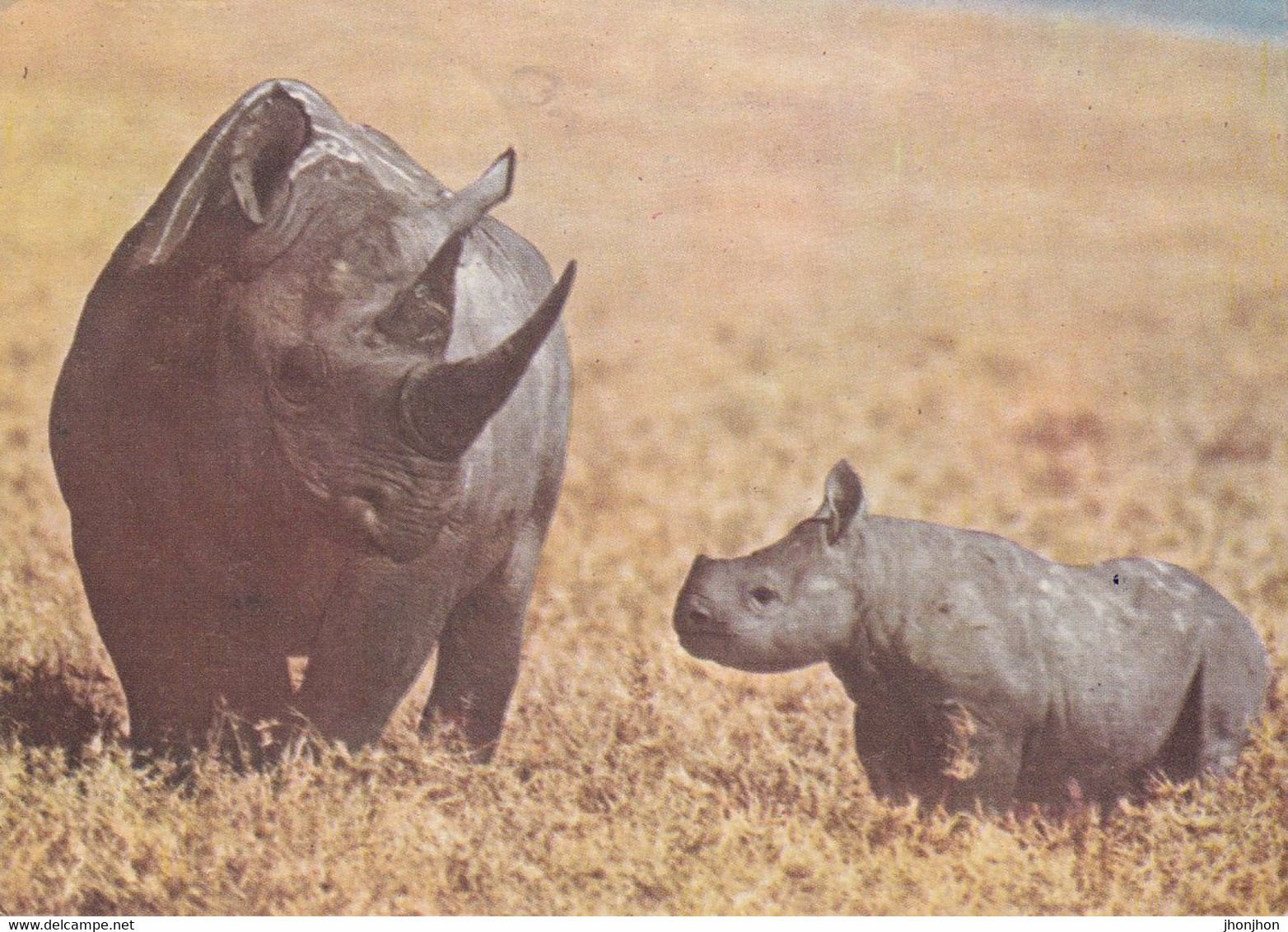 Mozambic - Postcard  Used 1980   -  African Fauna - Black  Rhinoceros And Calf - 2/scans - Neushoorn