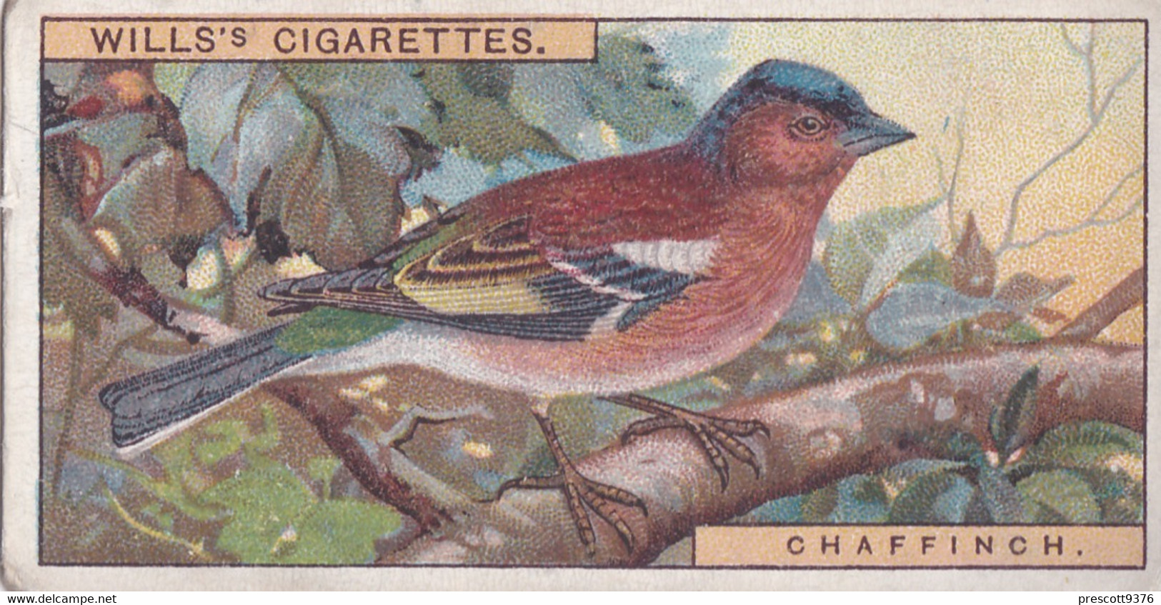 4 Chaffinch   -   British Birds 1915 - Wills Cigarette Card - Antique - Wildlife - Wills