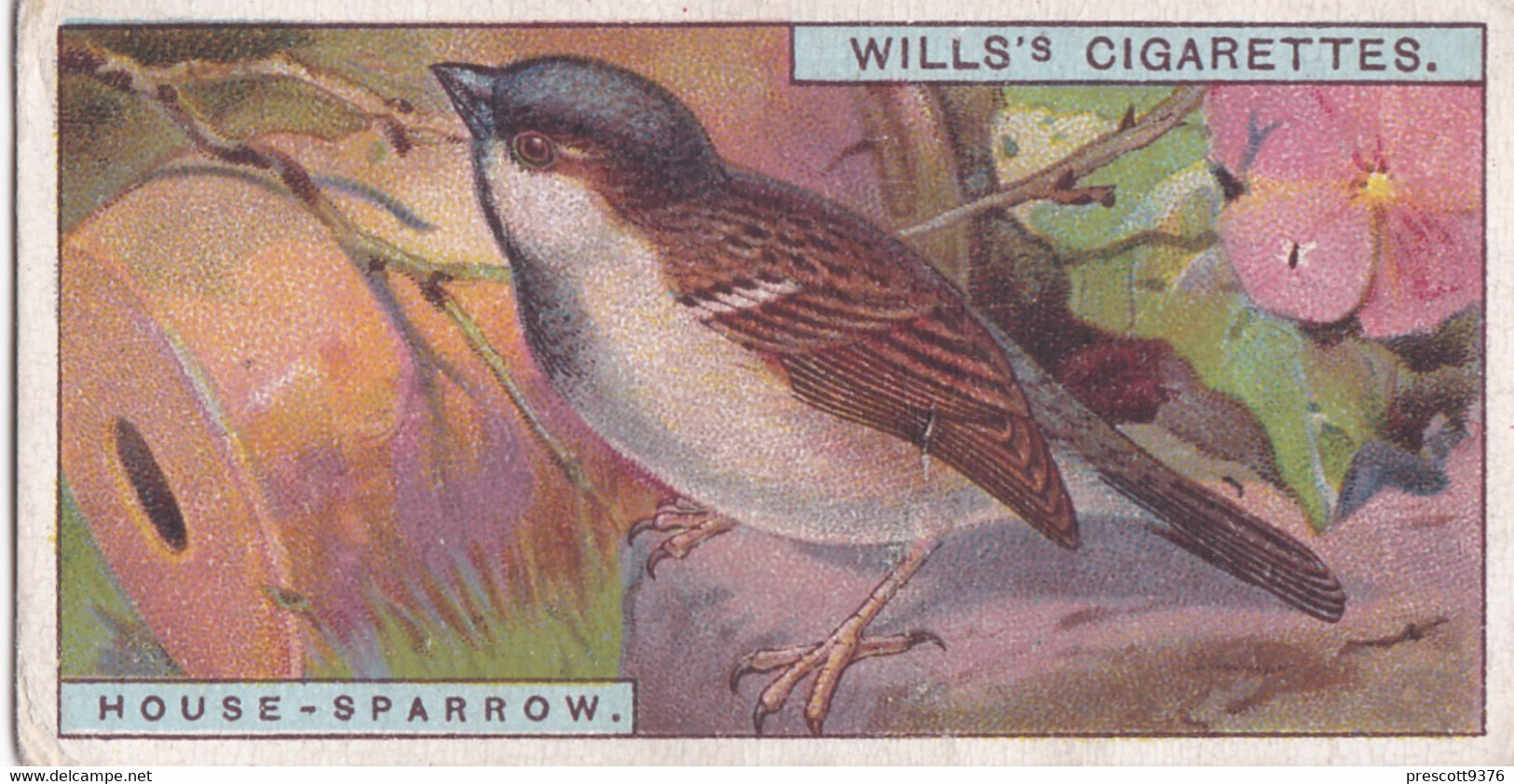 9 House Sparrow -   British Birds 1915 - Wills Cigarette Card - Antique - Wildlife - Wills