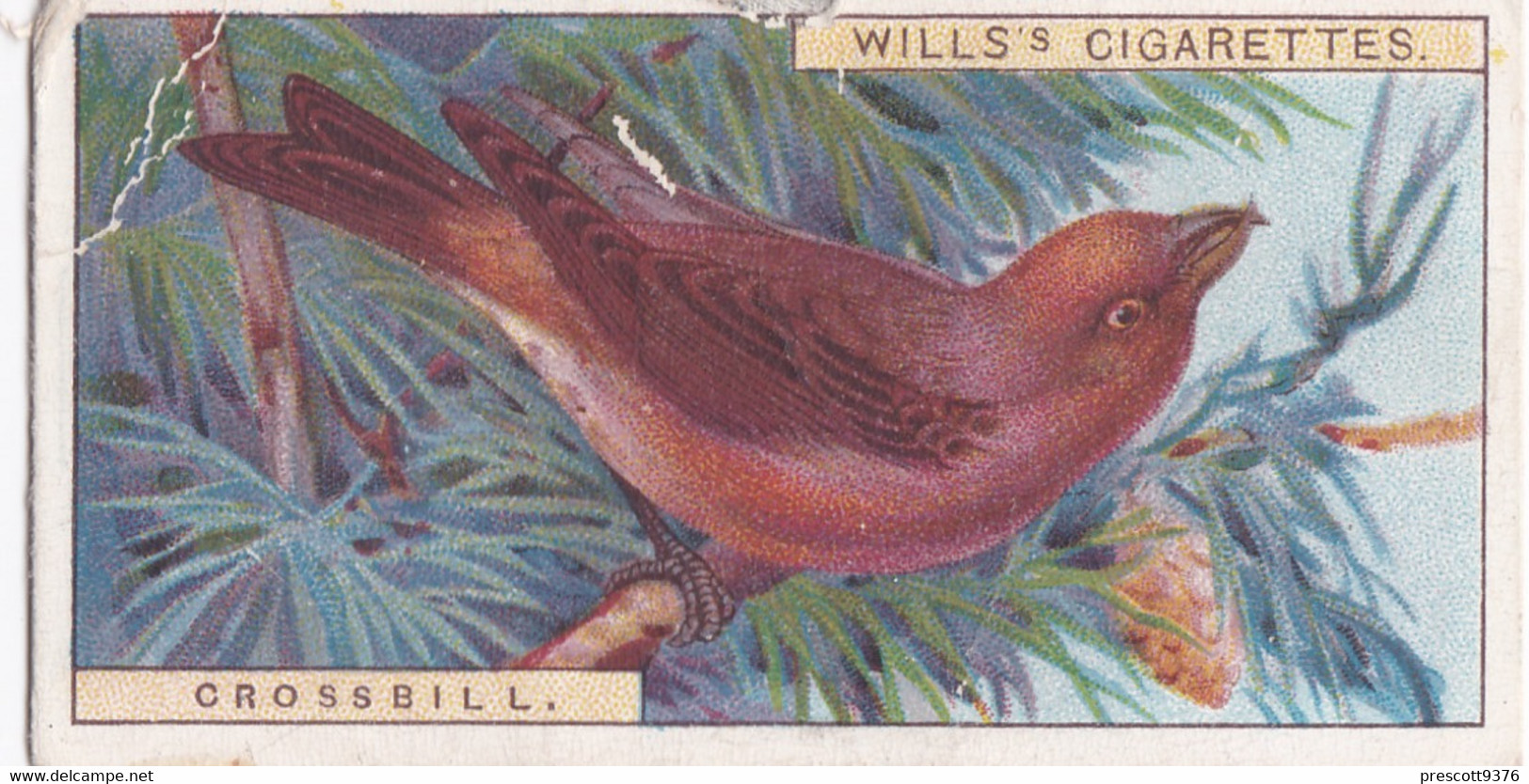 10 Crossbill   -   British Birds 1915 - Wills Cigarette Card - Antique - Wildlife - Wills