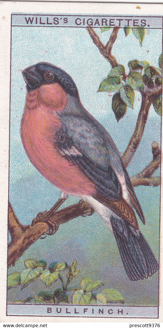 11 Bullfinch  -   British Birds 1915 - Wills Cigarette Card - Antique - Wildlife - Wills