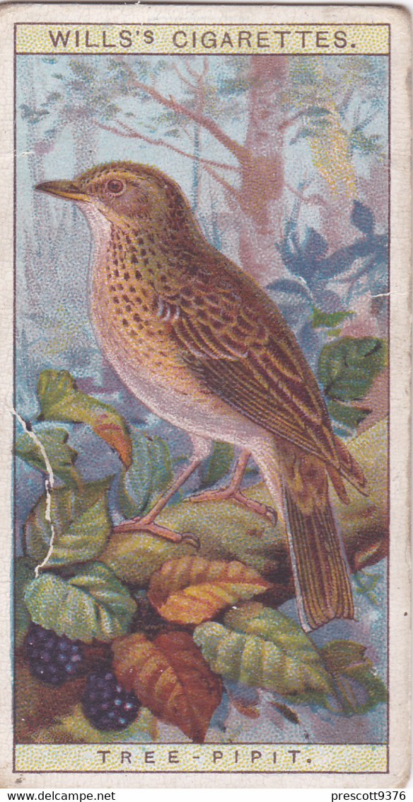 16 Tree Pipit  -   British Birds 1915 - Wills Cigarette Card - Antique - Wildlife - Wills