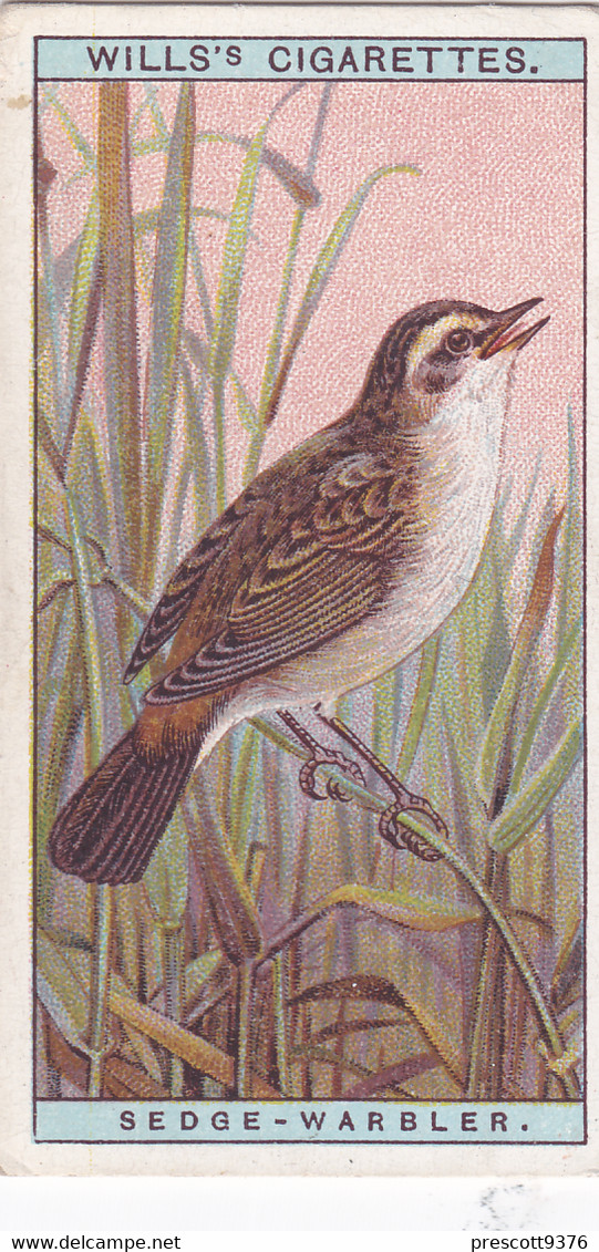 Sedge Warbler -   British Birds 1915 - Wills Cigarette Card - Antique - Wildlife - Wills