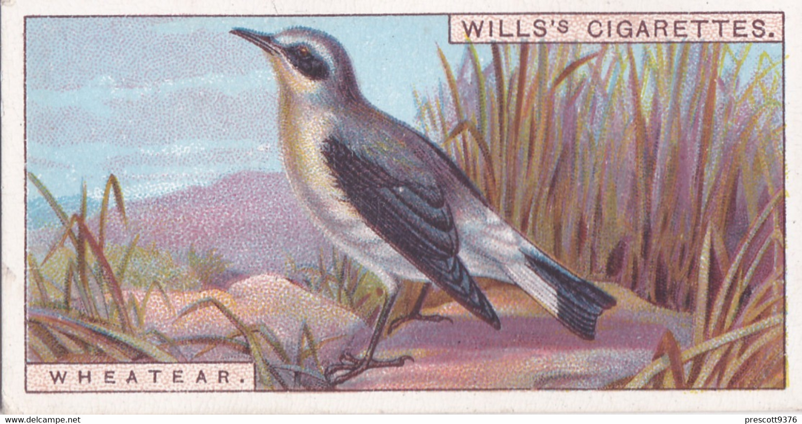 Wheatear -   British Birds 1915 - Wills Cigarette Card - Antique - Wildlife - Wills