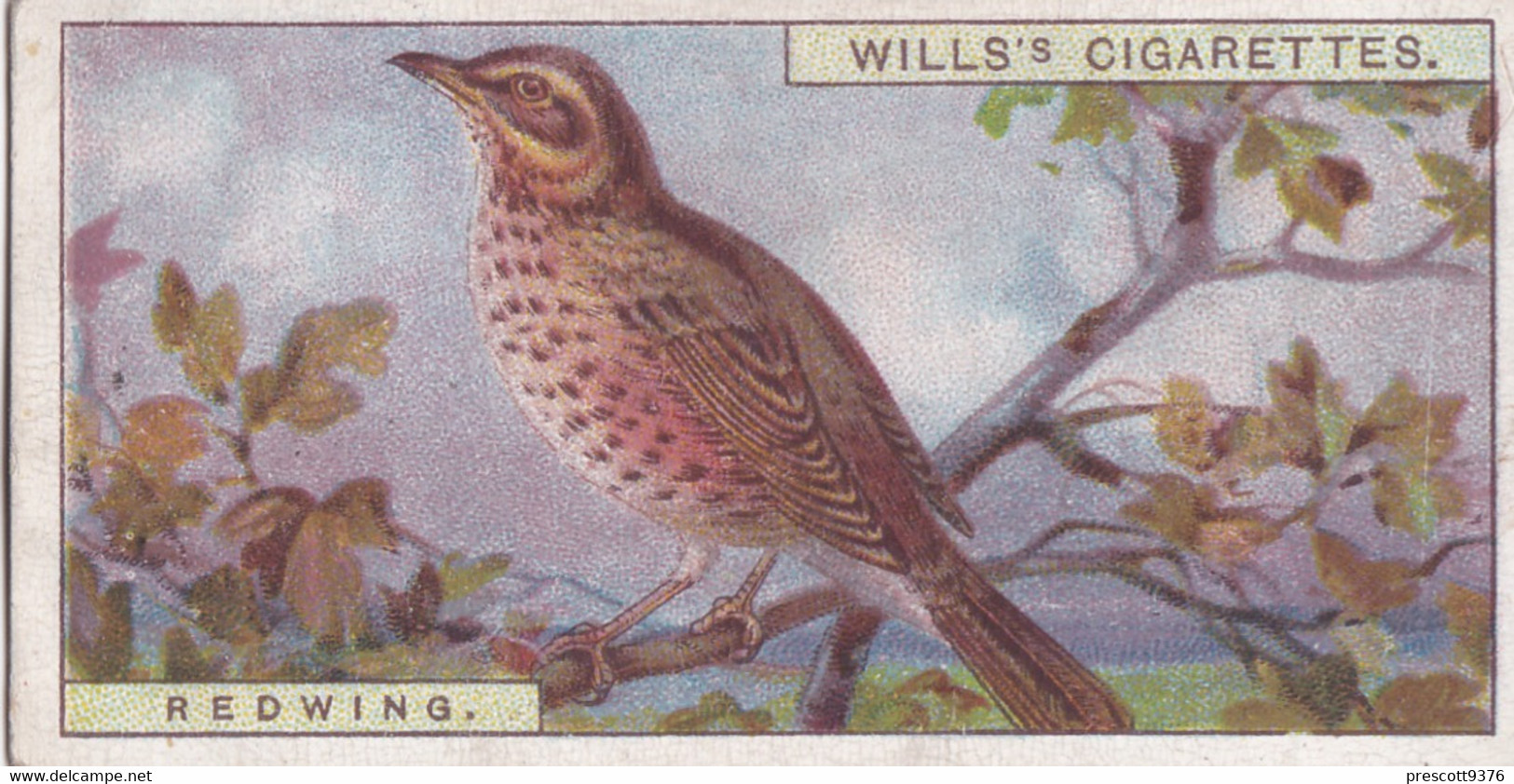 Redwing -   British Birds 1915 - Wills Cigarette Card - Antique - Wildlife - Wills