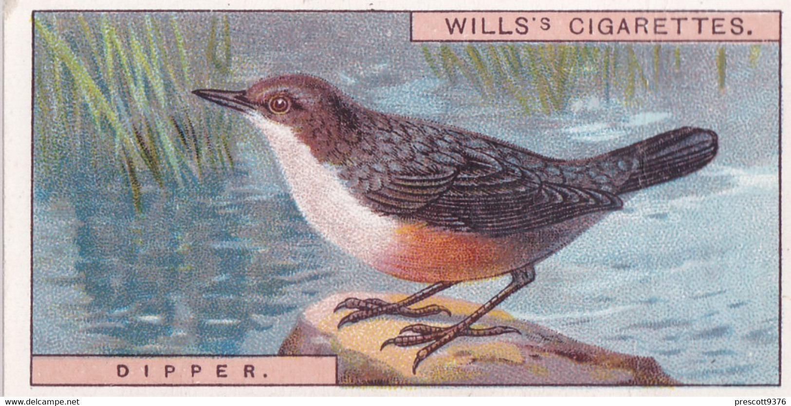 Dipper  -   British Birds 1915 - Wills Cigarette Card - Antique - Wildlife - Wills