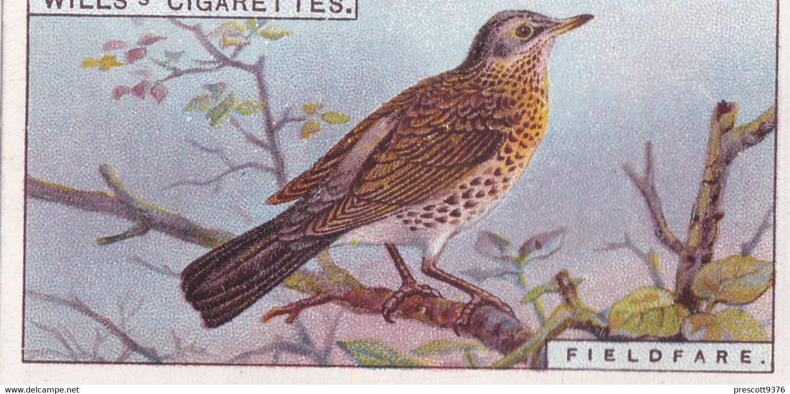 31 Fieldear -   British Birds 1915 - Wills Cigarette Card - Antique - Wildlife - Wills