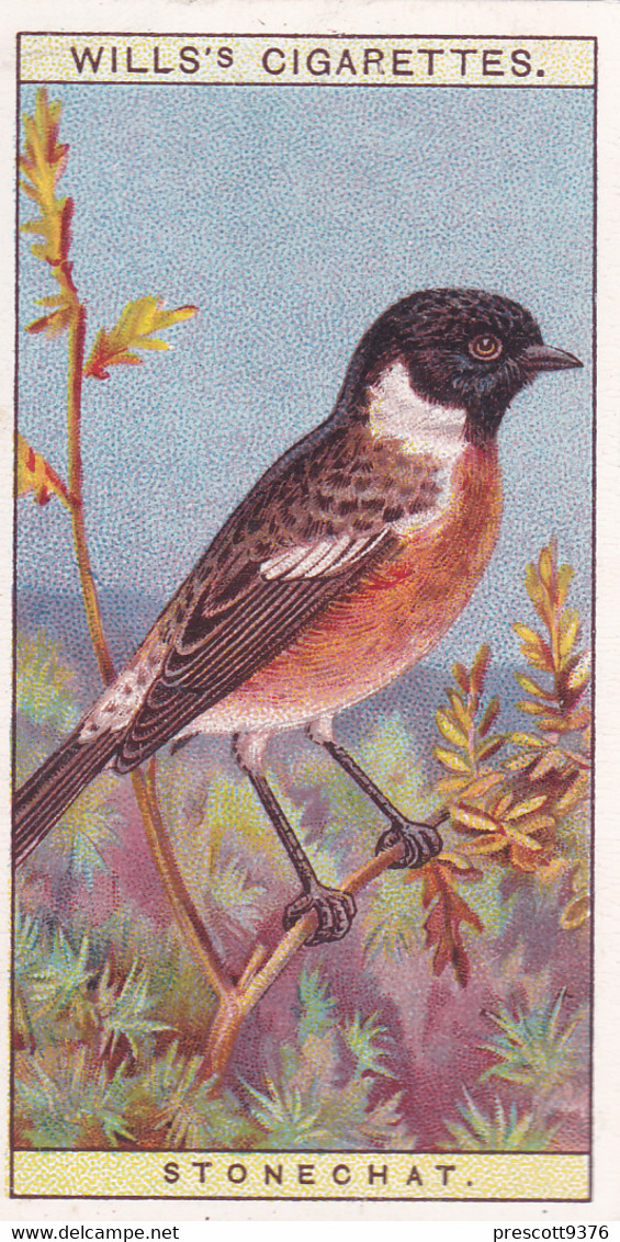 37 Stonechat -   British Birds 1915 - Wills Cigarette Card - Antique - Wildlife - Wills