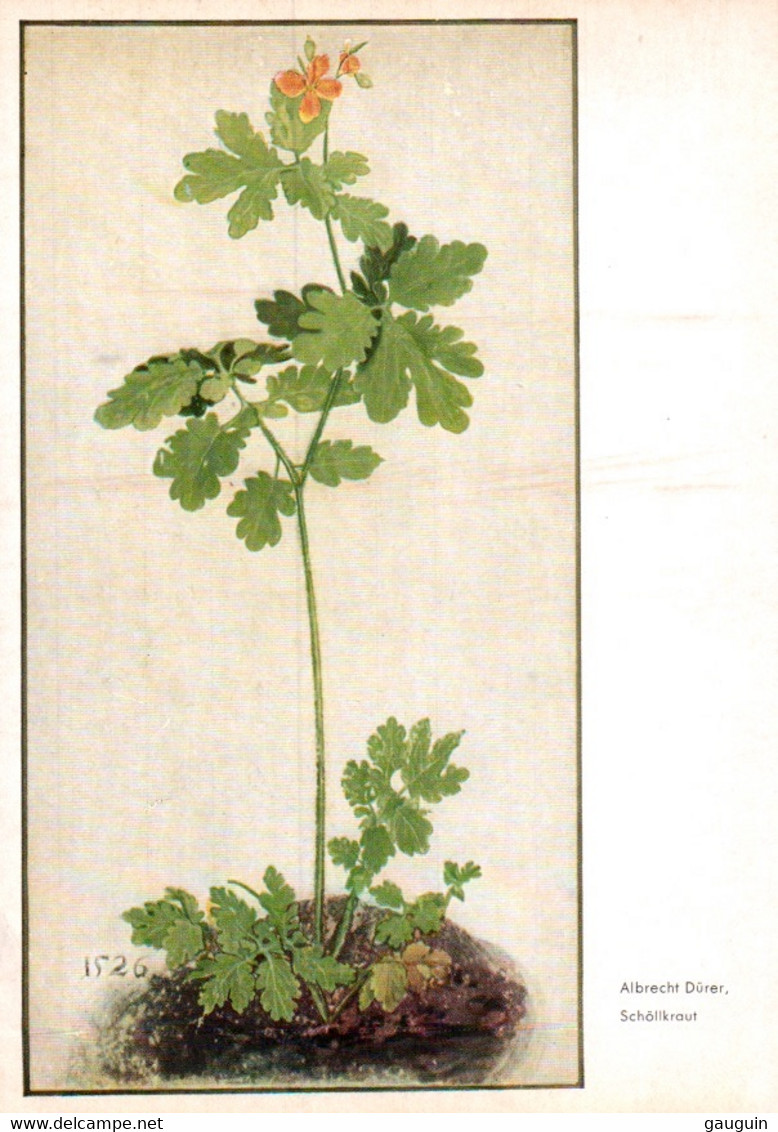 CPM - PLANTE Toxique - Oeuvre ALBRECHT DÜRER - "Schöllkraut" (Grande Chélidoine) ... Musée De VIENNE - Giftige Planten