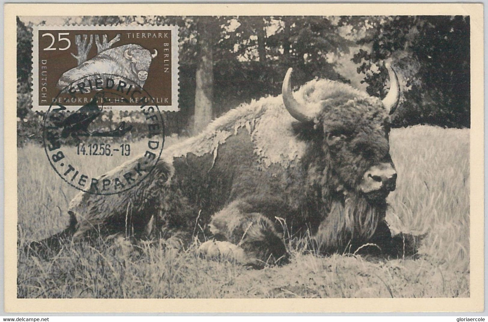52555  - GERMANY DDR - POSTAL HISTORY -MAXIMUM CARD - 1956  ANIMALS:  BUFFALO - Maximumkarten (MC)