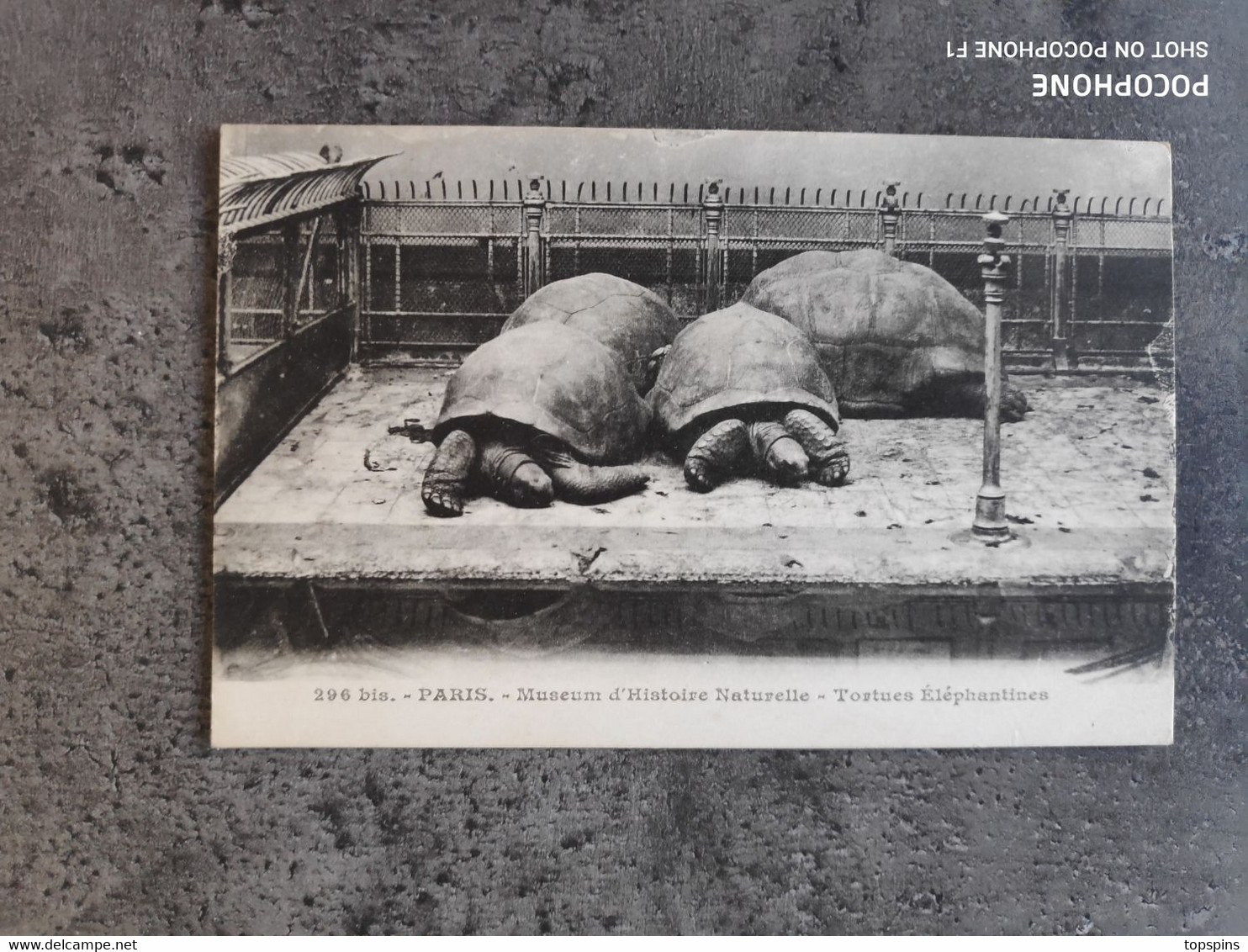 CARTE POSTALE CP VINTAGE PARIS MUSEUM HISTOIRE NATURELLE TORTUES ÉLÉPHANTINES TBE - Schildpadden